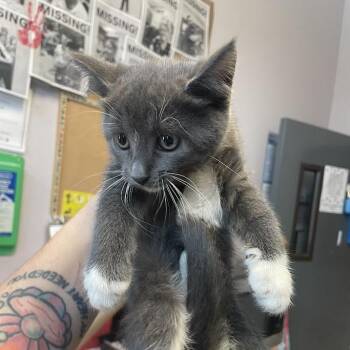1549-C26 -  Domestic Short Hair Cat for Adoption in Port Charlotte, Florida - 1549-C26 | PetCurious