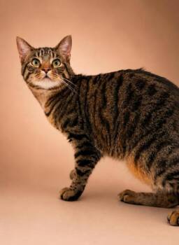 Tiggs -  Domestic Short Hair Cat for Adoption in Bowling Green, Kentucky - Tiggs | PetCurious
