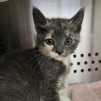 Penelope -  Domestic Short Hair Cat for Adoption in Lynchburg, Virginia - Penelope | PetCurious