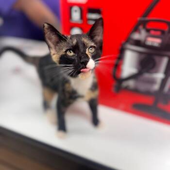 Halo -  Domestic Short Hair Cat for Adoption in Starkville, Mississippi - Halo | PetCurious