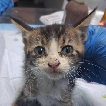 Lena -  Domestic Short Hair Cat for Adoption in Summerville, South Carolina - Lena | PetCurious
