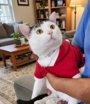 Rescue Domestic Short Hair Cats for Adoption in Villa Park, California - Tay | PetCurious