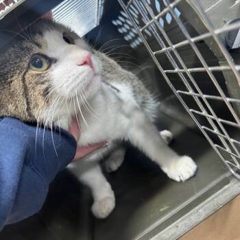 Rescue Domestic Short Hair Cats for Adoption in Newark, New Jersey - Kevin | PetCurious