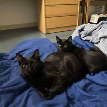 Toccata -  Domestic Short Hair Cat for Adoption in Evanston, Illinois - Toccata | PetCurious