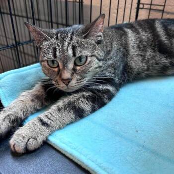 Ginseng -  Domestic Short Hair Cat for Adoption in Huntington, West Virginia - Ginseng | PetCurious