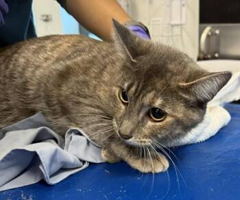 Dycon -  Domestic Short Hair Cat for Adoption in New York, New York - Dycon | PetCurious