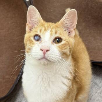 Domestic Short Hair Cats Available for Adoption in Cumming, Georgia - Mulberry | PetCurious