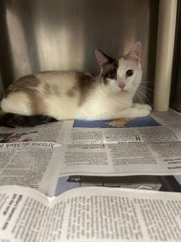 Venus -  Domestic Short Hair Cat for Adoption in Fruit Heights, Utah - Venus | PetCurious