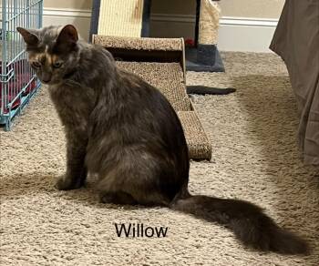 Willow -  Domestic Short Hair Cat for Adoption in The Woodlands, Texas - Willow | PetCurious