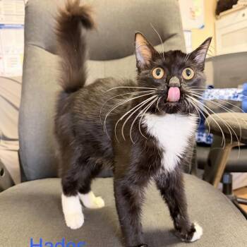 Hades -  Domestic Short Hair Cat for Adoption in Buffalo, Minnesota - Hades | PetCurious