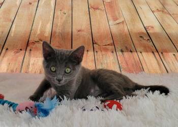 Rescue Domestic Short Hair Cats for Adoption in Greensburg, Pennsylvania - Misty | PetCurious