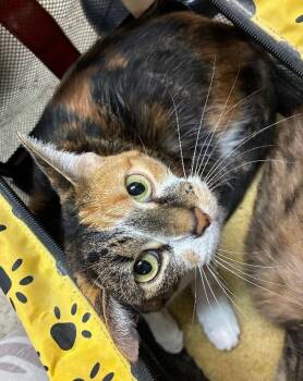 Lelo -  Domestic Short Hair Cat for Adoption in Cincinnati, Ohio - Lelo | PetCurious