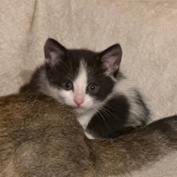 Mosaic Lichens -  Domestic Short Hair Cat for Adoption in Woodstock, Virginia - Mosaic Lichens | PetCurious