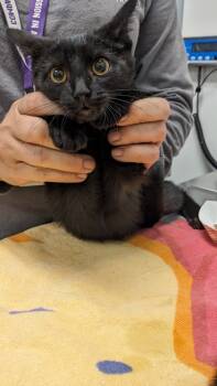 Rescue Domestic Short Hair Cats for Adoption in Cleveland, Ohio - Cavatelli | PetCurious