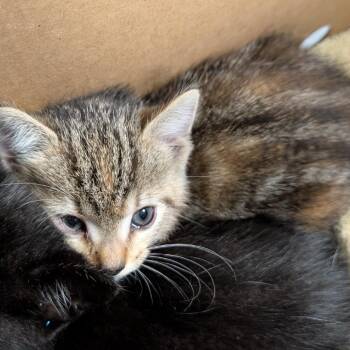 Bessie -  Domestic Short Hair Cat for Adoption in Greenville, South Carolina - Bessie | PetCurious