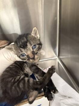 SLINKY -  Domestic Short Hair Cat for Adoption in Baytown, Texas - SLINKY | PetCurious
