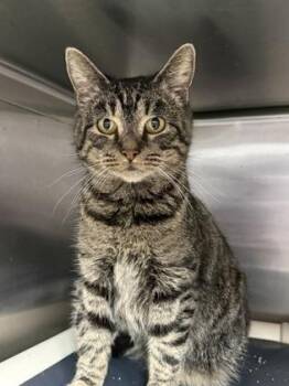 Waverly -  Domestic Short Hair Cat for Adoption in Cumberland, Maryland - Waverly | PetCurious