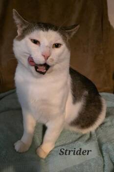 Rescue Tabby and Domestic Short Hair Cats for Adoption in Omaha, Nebraska - FFC00291 Strider | PetCurious