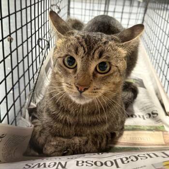 TUSC-Wildlife-85713 -  Domestic Short Hair Cat for Adoption in Tuscaloosa, Alabama - TUSC-Wildlife-85713 | PetCurious