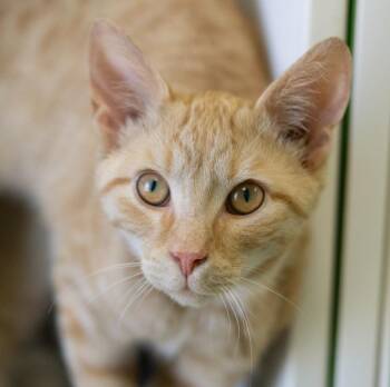 Domestic Short Hair Cats Available for Adoption - Cupid | PetCurious