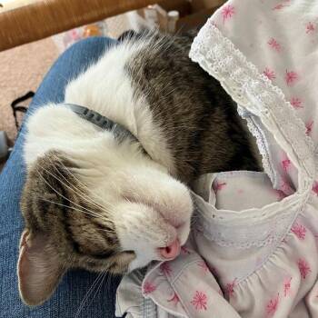 Domestic Short Hair Cats Available for Adoption in Newark, New Jersey - Mack | PetCurious