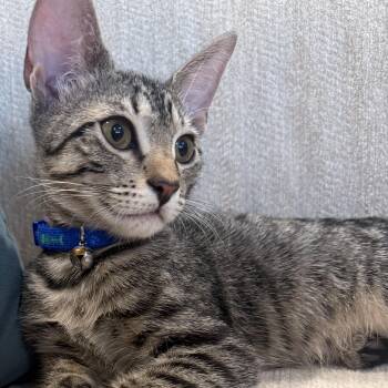 Charlie -  Domestic Short Hair Cat for Adoption in Tampa, Florida - Charlie | PetCurious
