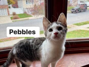 Rescue Domestic Short Hair Cats for Adoption - Pebbles, Ace, Sandy | PetCurious