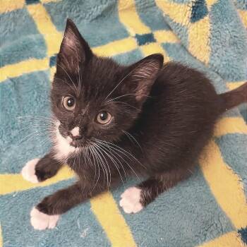 Elspeth* -  Domestic Short Hair Cat for Adoption in San Gabriel, California - Elspeth* | PetCurious