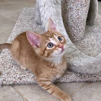 Bentley -  Domestic Short Hair Cat for Adoption in Green Bay, Wisconsin - Bentley | PetCurious
