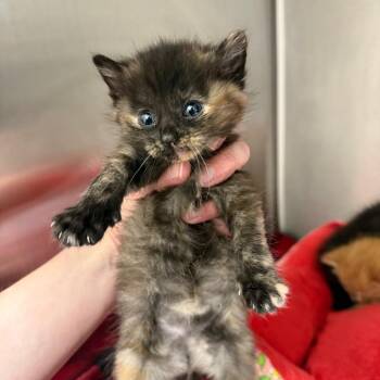 Opal -  Domestic Short Hair Cat for Adoption in Spring Hill, Kansas - Opal | PetCurious