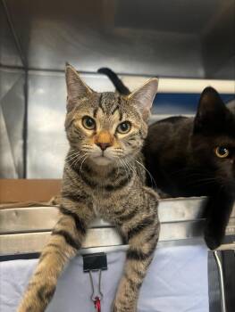 Brownie -  Domestic Short Hair Cat for Adoption in Morristown, New Jersey - Brownie | PetCurious