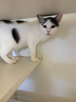 Rescue Domestic Short Hair Cats for Adoption in Beatrice, Nebraska - Penny | PetCurious