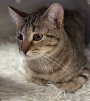 Rescue Domestic Short Hair Cats for Adoption in Waynesville, Missouri - Carlie | PetCurious
