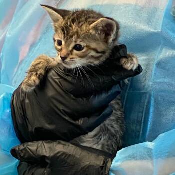 Domestic Short Hair Cats Available for Adoption in Los Angeles, California - Natasha Romanoff | PetCurious