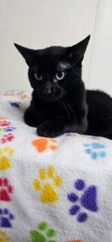 LICORICE -  Domestic Short Hair Cat for Adoption in Du Quoin, Illinois - LICORICE | PetCurious