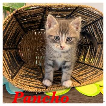 Pancho -  Domestic Short Hair Cat for Adoption in Ashland, Kentucky - Pancho | PetCurious