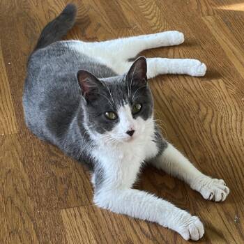 Domestic Short Hair Cats Available for Adoption in Franklin, Tennessee - Beryl | PetCurious