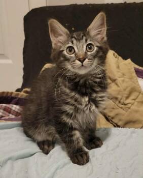 Applejacks -  Domestic Medium Hair Cat for Adoption in Tucson, Arizona - Applejacks | PetCurious