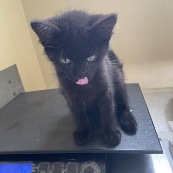Uber -  Domestic Short Hair Cat for Adoption in Pasadena, California - Uber | PetCurious