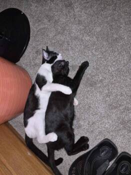 Raksha -  Domestic Short Hair Cat for Adoption in Oceanside, California - Raksha | PetCurious