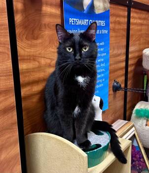 Colin -  Domestic Short Hair Cat for Adoption in Huntley, Illinois - Colin | PetCurious