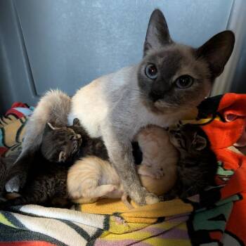 Frankie -  Domestic Short Hair Cat for Adoption in Fairfax Station, Virginia - Frankie | PetCurious