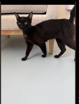 Suzy -  Domestic Short Hair Cat for Adoption in Lafayette, Colorado - Suzy | PetCurious