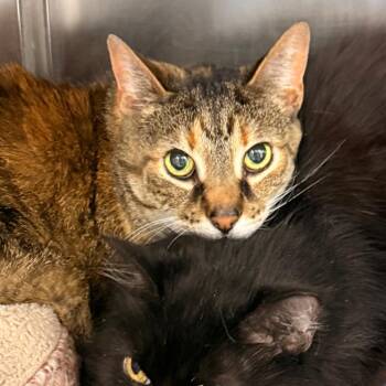 Domestic Short Hair Cats Available for Adoption in Evansville, Indiana - Babae | PetCurious