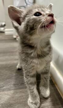 Domestic Short Hair Cats Available for Adoption in Shawnee, Oklahoma - Rigatoni | PetCurious