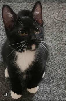 Rescue Domestic Short Hair Cats for Adoption in Mokena, Illinois - Miguelito | PetCurious