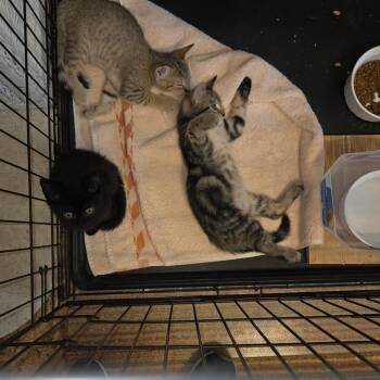 Mohawk -  Domestic Short Hair Cat for Adoption in Harrisonburg, Virginia - Mohawk | PetCurious