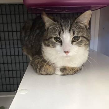 Fern -  Domestic Short Hair Cat for Adoption in Ruckersville, Virginia - Fern | PetCurious