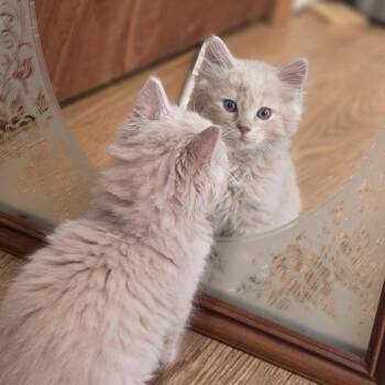 Mack -  Domestic Long Hair Cat for Adoption in Stoughton, Wisconsin - Mack | PetCurious