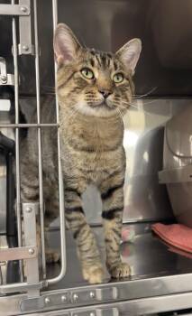 Tigre -  Domestic Short Hair Cat for Adoption in Montville, New Jersey - Tigre | PetCurious